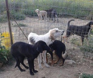 Έκκληση για τη φροντίδα 20 σκυλιών καθώς τραυματίστηκε σοβαρά o άνδρας που τα «φρόντιζε» στην Πάτρα