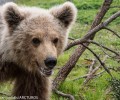 Το ορφανό αρκουδάκι που μεγάλωσε ο ΑΡΚΤΟΥΡΟΣ επέστρεψε γερό και δυνατό στη φύση (βίντεο)