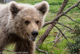 Το ορφανό αρκουδάκι που μεγάλωσε ο ΑΡΚΤΟΥΡΟΣ επέστρεψε γερό και δυνατό στη φύση (βίντεο)