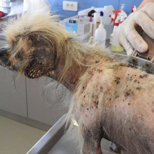 PekinouaMenidiXorisTsip 10