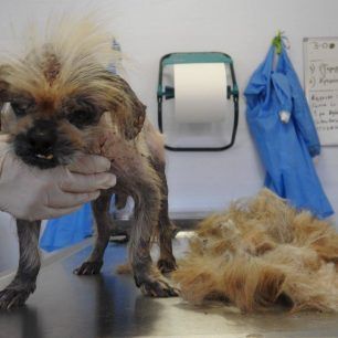 PekinouaMenidiXorisTsip 11
