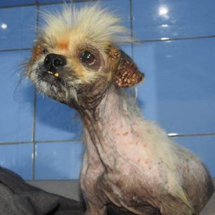 PekinouaMenidiXorisTsip 12