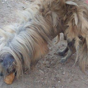 PekinouaMenidiXorisTsip 2