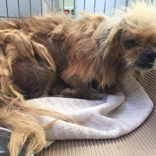 PekinouaMenidiXorisTsip
