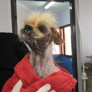 PekinouaMenidiXorisTsip 6