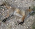 Δεκάδες ζώα (σκυλιά και αλεπούδες) νεκρά από φόλες στο Ποικίλο Όρος της Αττικής