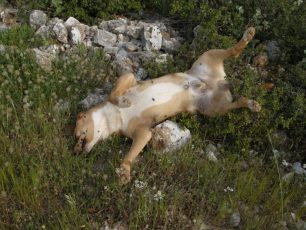 Δήμος Πετρούπολης καταγγέλλει και καταδικάζει απερίφραστα την δηλητηρίαση ζώων