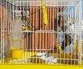 Απελευθέρωσαν 88 άγρια ωδικά πτηνά που είχαν αιχμαλωτιστεί παράνομα στη Σάμο
