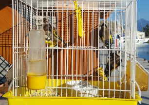 Απελευθέρωσαν 88 άγρια ωδικά πτηνά που είχαν αιχμαλωτιστεί παράνομα στη Σάμο