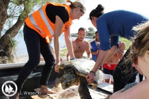 Σοβαρά τραυματισμένη θαλάσσια χελώνα και ένα νεκρό δελφίνι εντοπίστηκαν στη Σάμο