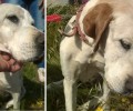 Έσωσε τη γέρικη σκυλίτσα που βρήκε εγκλωβισμένη σε πηγάδι στην Αγία Μαρίνα Αττικής