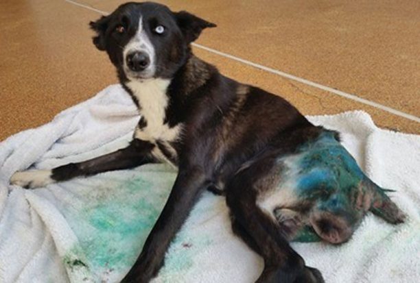 Πέλλα: Έκκληση για τη φροντίδα του σκύλου που έμεινε παράλυτος μετά από πυροβολισμό και τροχαίο στα Σεβαστιανά (βίντεο)
