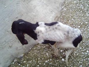 Σκυλιά εξαθλιωμένα από την ασιτία στο Δύσβατο Καβάλας και κανείς κάτοικος δεν νοιάζεται να τα σώσει