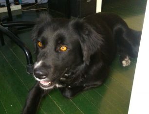 Μαύρος θηλυκός σκύλος βρέθηκε στην Κυψέλη