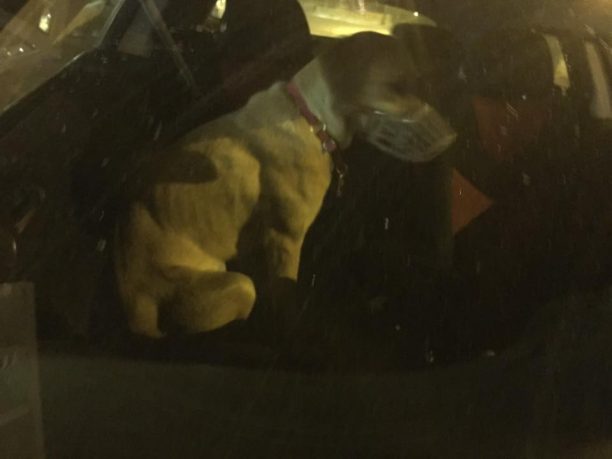 Βρήκαν το θηλυκό σκυλί με φίμωτρο και λουρί στο Χαλάνδρι επί της Λ. Κηφισιάς