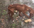 Έκκληση για τον εντοπισμό του σκελετωμένου σκύλου που τον είδαν εξαθλιωμένο στο Ρυτό Κορινθίας