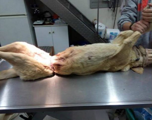 Βρήκαν τον σκύλο να υποφέρει από μια συρμάτινη θηλιά στην κοιλιά στους Σπαθάδες Τρικάλων