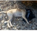 Βρήκε τον σκύλο νεκρό χτυπημένο στο κεφάλι και τυλιγμένο με σακούλα στο Στόμιο Τριφυλίας