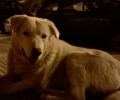 Βρήκαν αρσενικό σκύλο με ροζ λουράκι στην Τριανδρία Θεσσαλονίκης