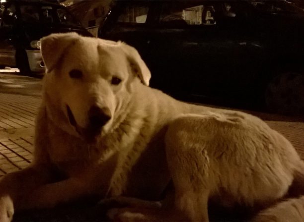Βρήκαν αρσενικό σκύλο με ροζ λουράκι στην Τριανδρία Θεσσαλονίκης