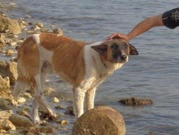 Έκκληση για τη φροντίδα του τυφλού σκύλου που βρέθηκε να κινδυνεύει με πνιγμό στη Νέα Κίο (βίντεο)