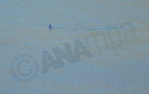 Δεν ήταν καρχαρίας αλλά το πιο γρήγορο ψάρι του κόσμου που βρέθηκε στην Καραθώνα Ναυπλίου