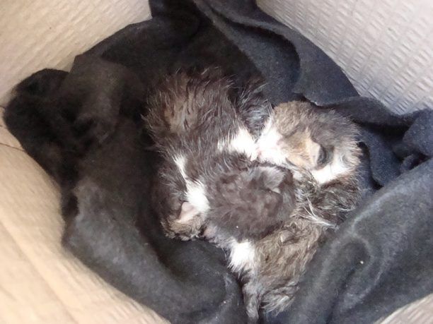 Βόλος: Έκκληση για γατομαμά που να θηλάζει για τα γατάκια που βρέθηκαν πεταμένα στα σκουπίδια