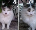 Χάθηκε αρσενική γάτα στο Χαλάνδρι