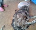 Θεσσαλονίκη: Βρήκε τον σκύλο ετοιμοθάνατο στη Χαλάστρα με διαλυμένη λεκάνη, πόδια, ακρωτηριασμένα αυτιά, ένα ζωντανό κουφάρι…