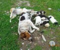 Ξάνθη: Δηλητηρίασε τα σκυλιά και πέταξε τα πτώματα για να εξαφανίσει τα ίχνη τους (βίντεο)