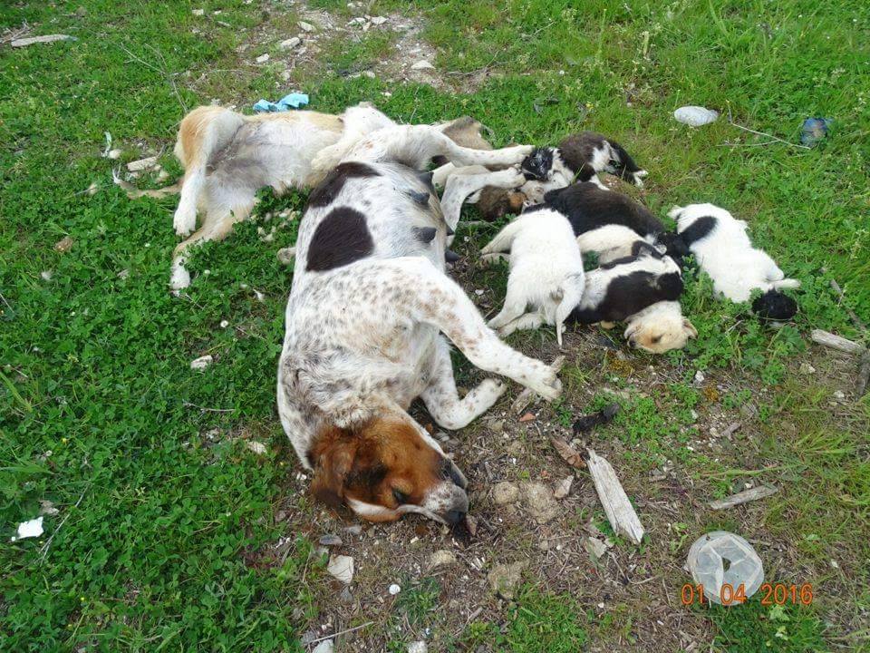 Ξάνθη: Δηλητηρίασε τα σκυλιά και πέταξε τα πτώματα για να εξαφανίσει τα ίχνη τους (βίντεο)