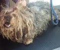 Ηλιούπολη: Εγκατέλειψε τον σκύλο ράτσας Γιορκσάιρ και τον μετέτρεψε σε αδέσποτο πατσαβούρι