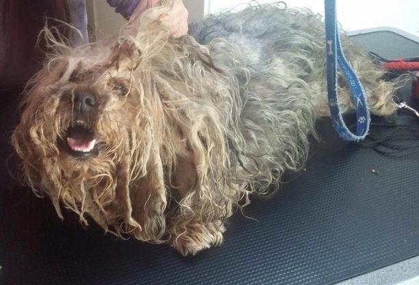 Ηλιούπολη: Εγκατέλειψε τον σκύλο ράτσας Γιορκσάιρ και τον μετέτρεψε σε αδέσποτο πατσαβούρι