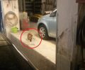 Έσωσαν το άρρωστο αλεπουδάκι που κυκλοφορούσε για μέρες στην Ηλιούπολη
