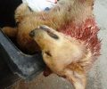 6-3-2019 η δίκη του άνδρα που εκτέλεσε με καραμπίνα δύο σκυλιά στην Αμάρυνθο Εύβοιας το 2016