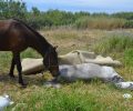 Αντίρριο: Κάλυψε με μοκέτα το νεκρό άλογο που άφηνε εκτεθειμένο και χωρίς νερό μαζί με άλλα