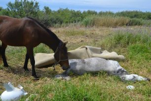 Αντίρριο: Κάλυψε με μοκέτα το νεκρό άλογο που άφηνε εκτεθειμένο και χωρίς νερό μαζί με άλλα
