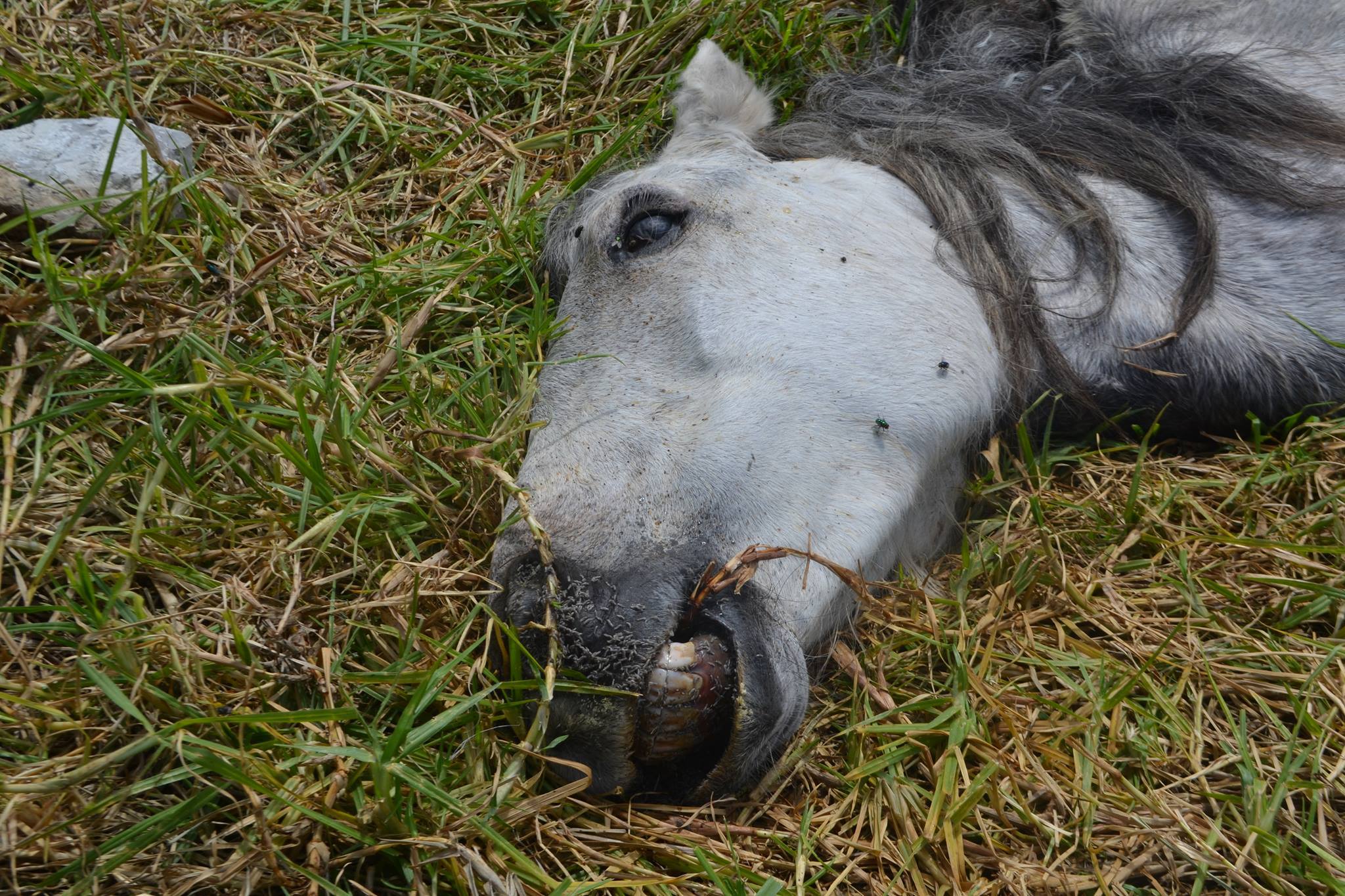 Νέα Κίος: Άλογο νεκρό σε τροχαίο