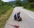 Νεκρό αρκουδάκι σε τροχαίο στο Άργος Ορεστικού