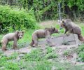 3 αρκουδάκια από τη Γεωργία και 5 λύκοι  από την Αυστρία φιλοξενούνται στον ΑΡΚΤΟΥΡΟ