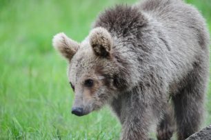 Καστοριά: Επιχείρηση απομάκρυνσης αρκούδας από τον Προφήτη Ηλία