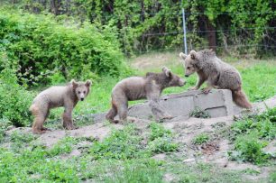 Τα ορφανά αρκουδάκια παίζουν και απολαμβάνουν την ασφάλεια του καταφυγίου του ΑΡΚΤΟΥΡΟΥ (βίντεο)