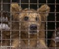Καρέ – καρέ το ταξίδι 3.000 χλμ. τριών αρκούδων από την Τιφλίδα στη Φλώρινα