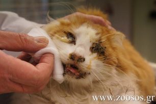 Αφανίζει τις αδέσποτες γάτες της Θεσσαλονίκης η λοιμώδης περιτονίτιδα