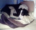 Έκκληση για να καλυφθούν τα έξοδα της αξονικής για τον παράλυτο αδέσποτο σκύλο στο Περιστέρι
