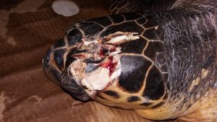 Άλλη μια θαλάσσια χελώνα σφυροκοπημένη στο κεφάλι βρέθηκε στο Άκτιο