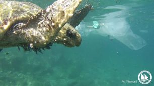 Πέθανε η θαλάσσια χελώνα που βρέθηκε εγκλωβισμένη σε απορρίμματα να έχει φάει κομμάτια πλαστικού στο Βαθύ της Σάμου