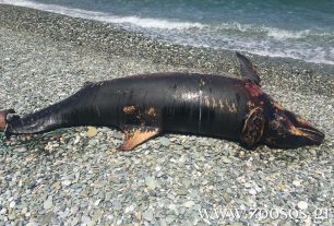 Το πτώμα του δελφινιού σαπίζει στην παραλία του Πλαταμώνα Πιερίας
