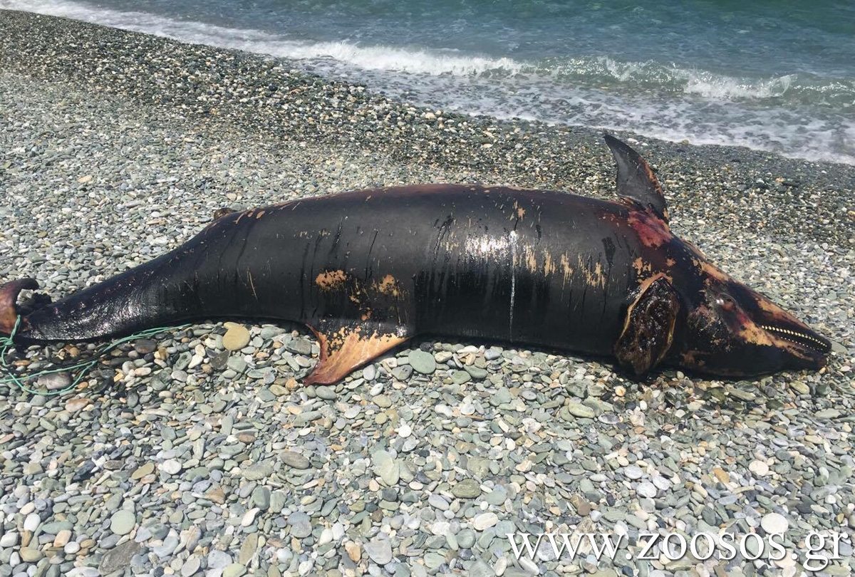 Το πτώμα του δελφινιού σαπίζει στην παραλία του Πλαταμώνα Πιερίας