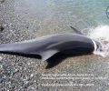 Δολοφονημένο από ανθρώπινο χέρι το δελφίνι που εκβράστηκε σε παραλία του Πλαταμώνα